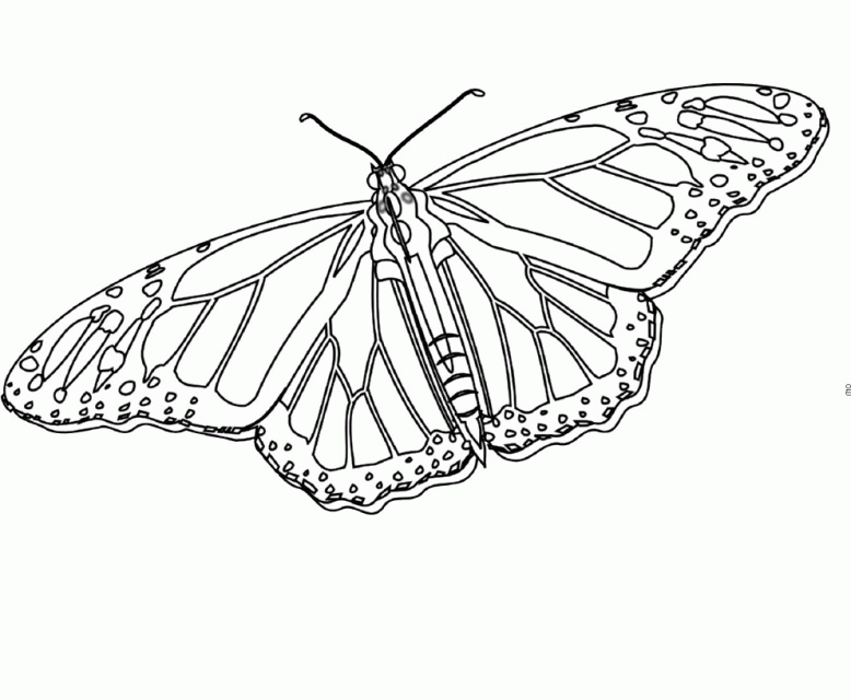 Monarch Butterfly Unique And Is Cool Coloring Pages Butterfly 