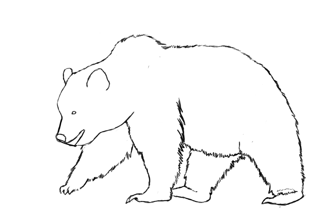 How To Draw A Bear | Draw Central