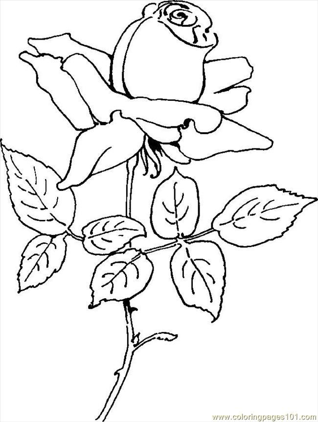 Printable Pictures Of Roses Coloring Home