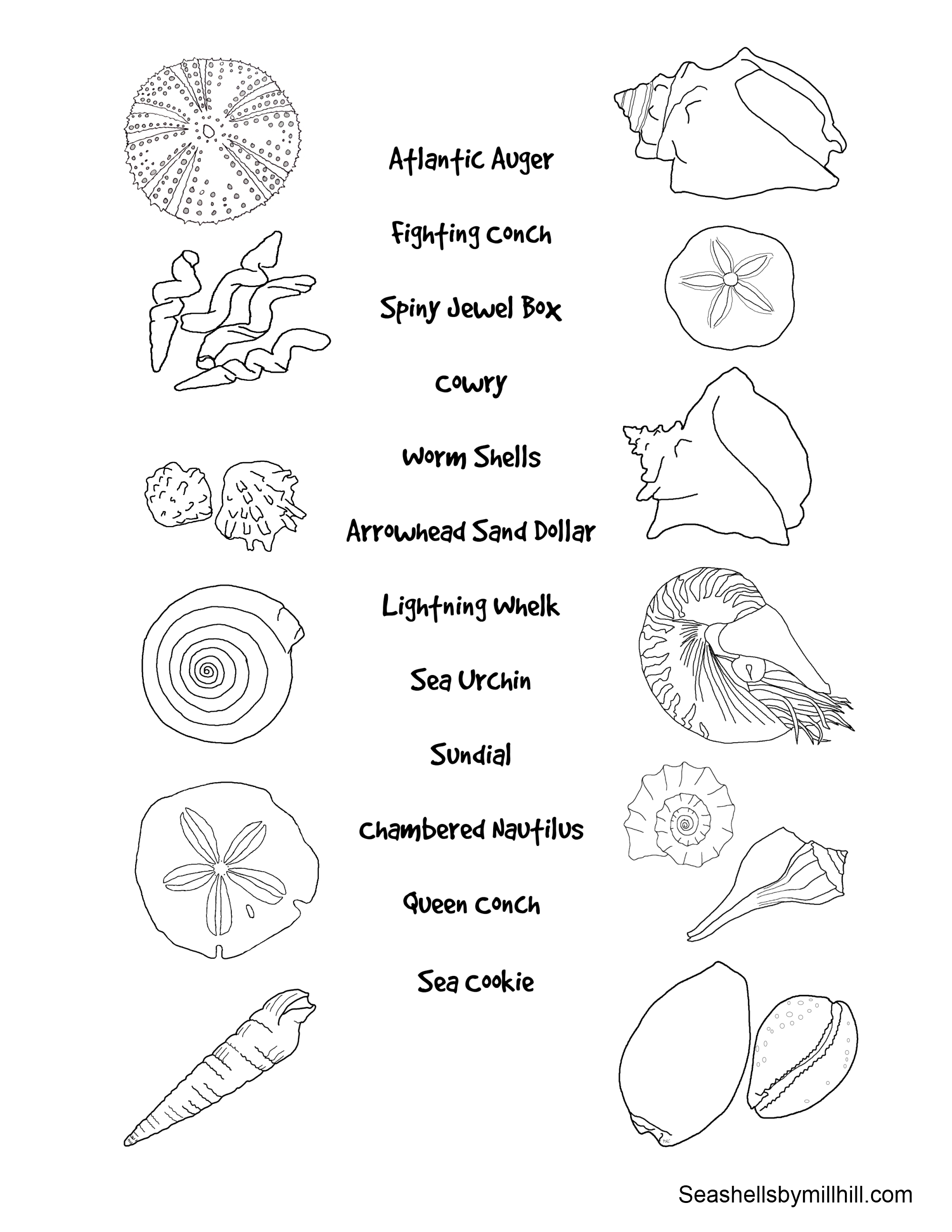 Drawing Shell #163304 (Nature) – Printable coloring pages