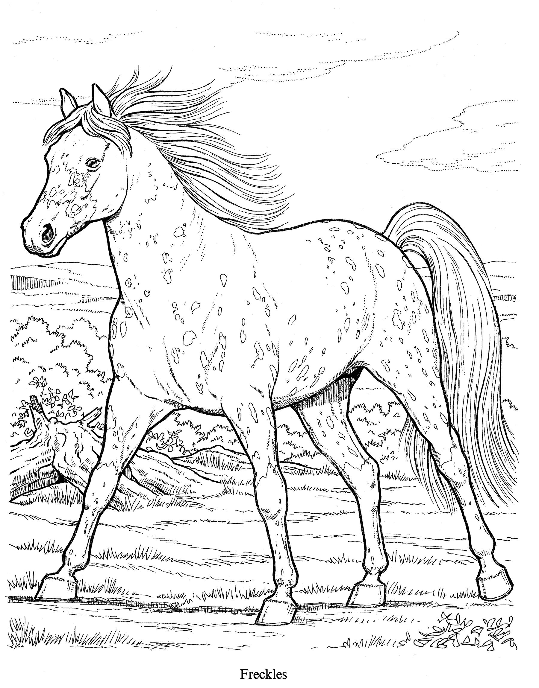 Amazon - Wonderful World of Horses Coloring Book (Dover Nature Coloring Book):  John Green: 8601300296371: Books