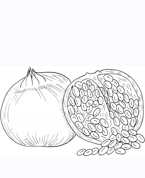 Red Pomegranate Seeds Coloring Pages Picture | Fantasy Coloring Pages