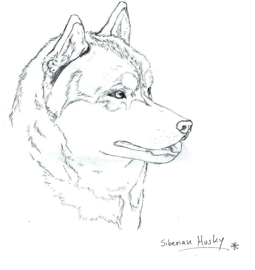 Husky Coloring Pages Printable at GetDrawings | Free download
