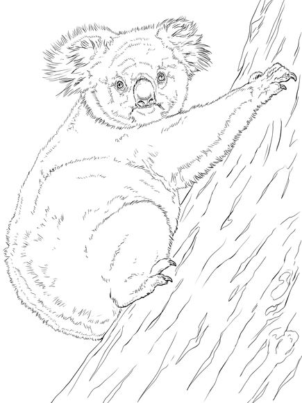 Koala Climbing Tree Coloring page | Animal coloring pages, Tree ...