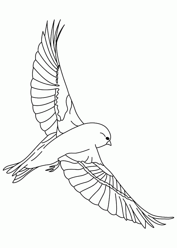 Canary Bird Spread His Wing Coloring Pages: Canary Bird Spread His ...