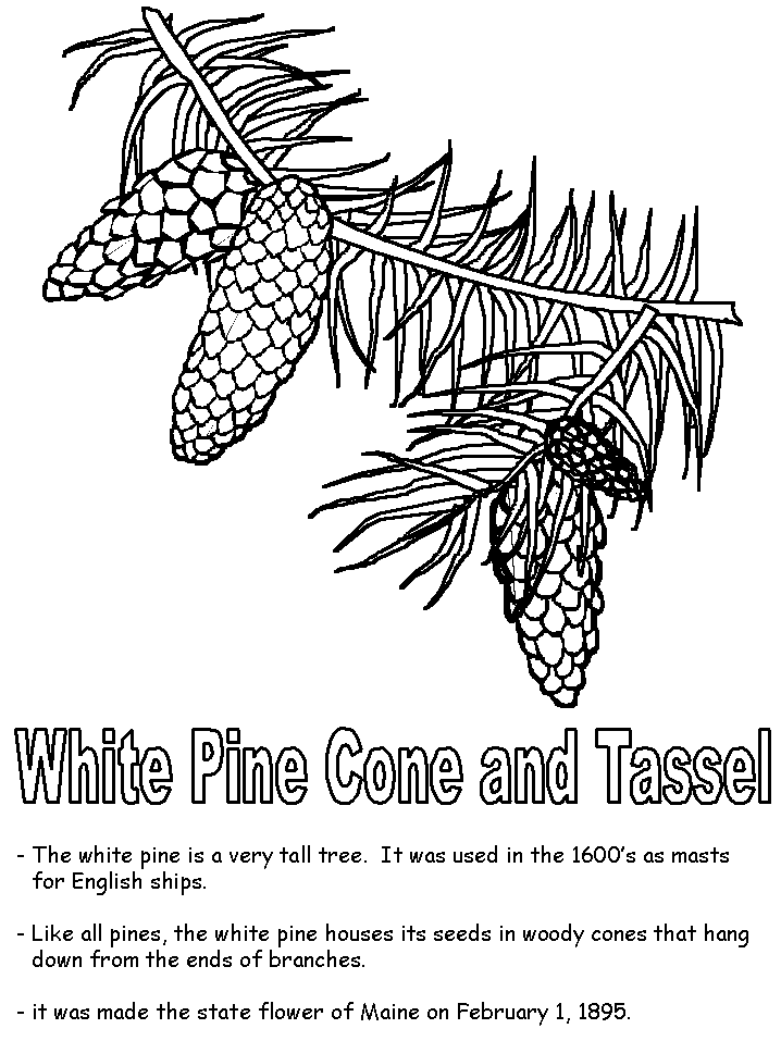 Pine Cone Coloring Pages - HiColoringPages