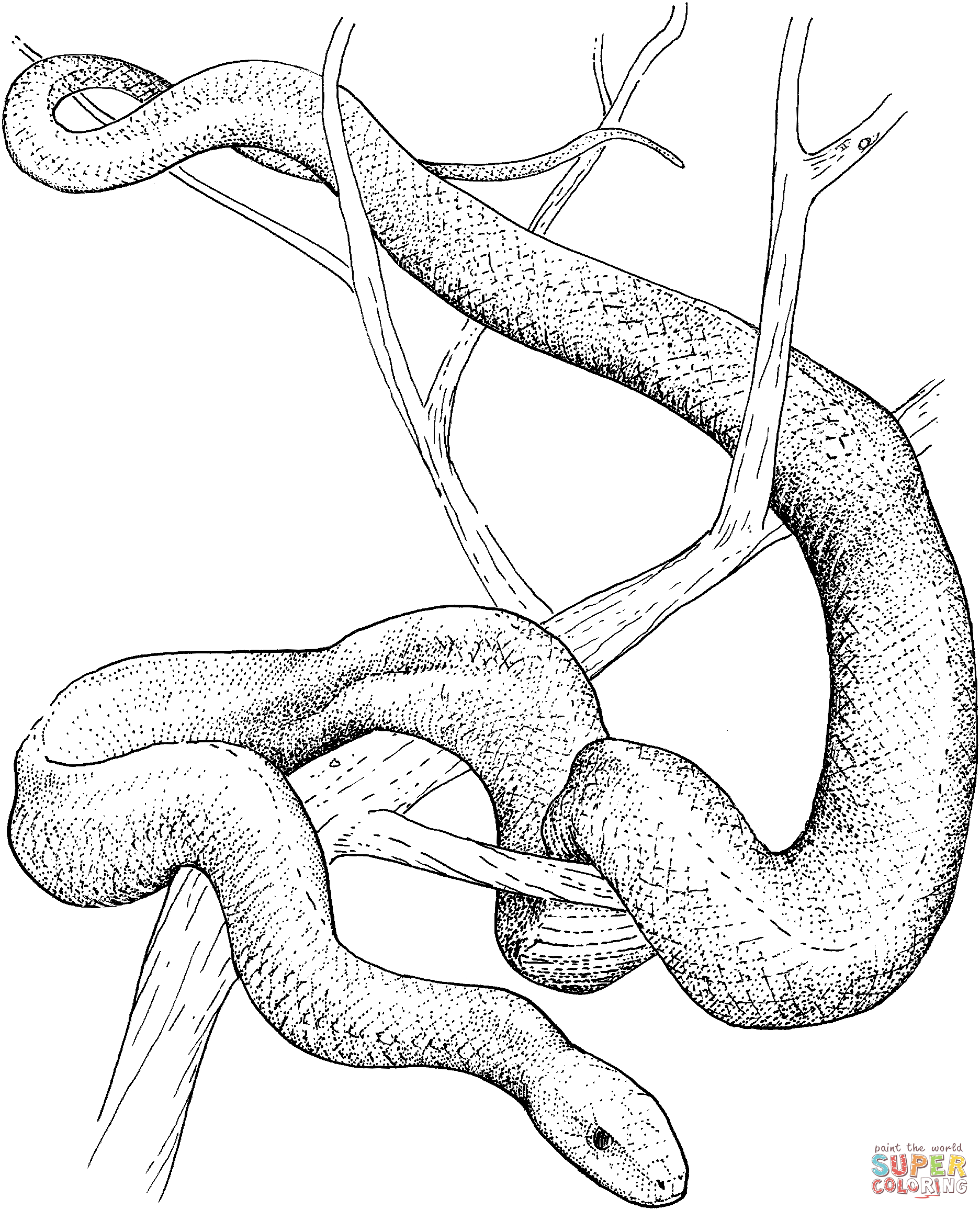 Realistic Snakes Coloring Pages Free Coloring Pages Coloring Home