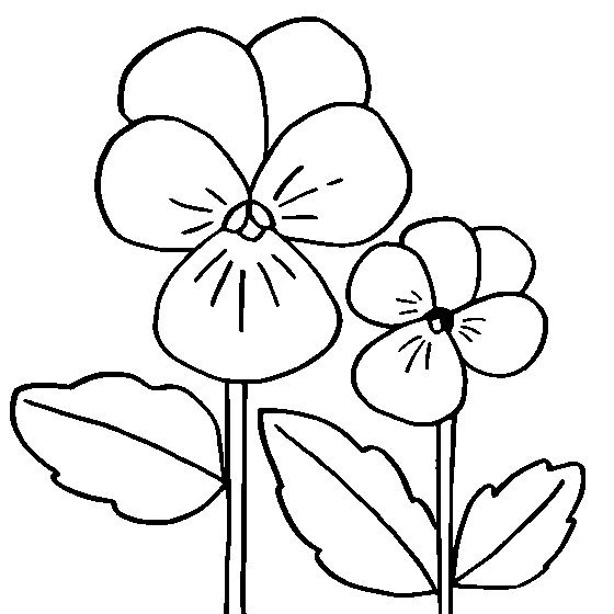 Coloring pages: Coloring pages: Pansy, printable for kids & adults, free to  download