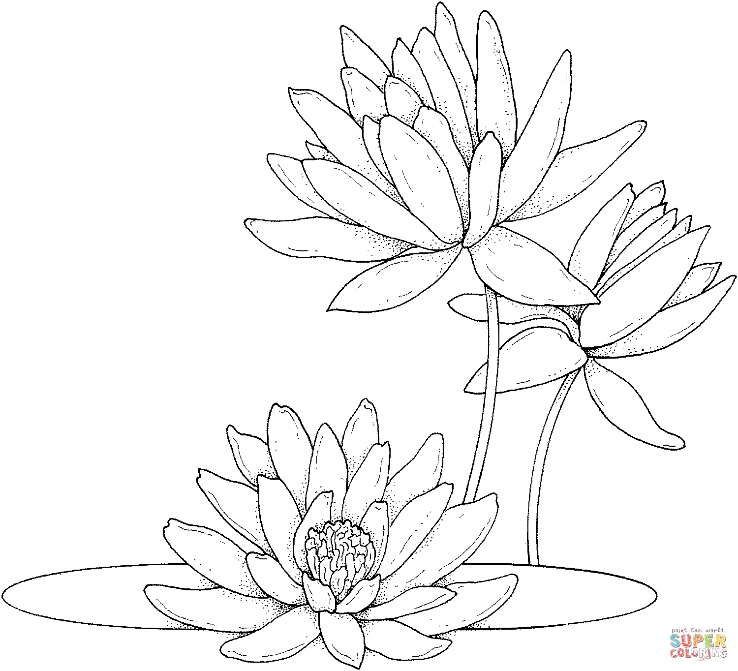 Water lilies coloring page | Free Printable Coloring Pages