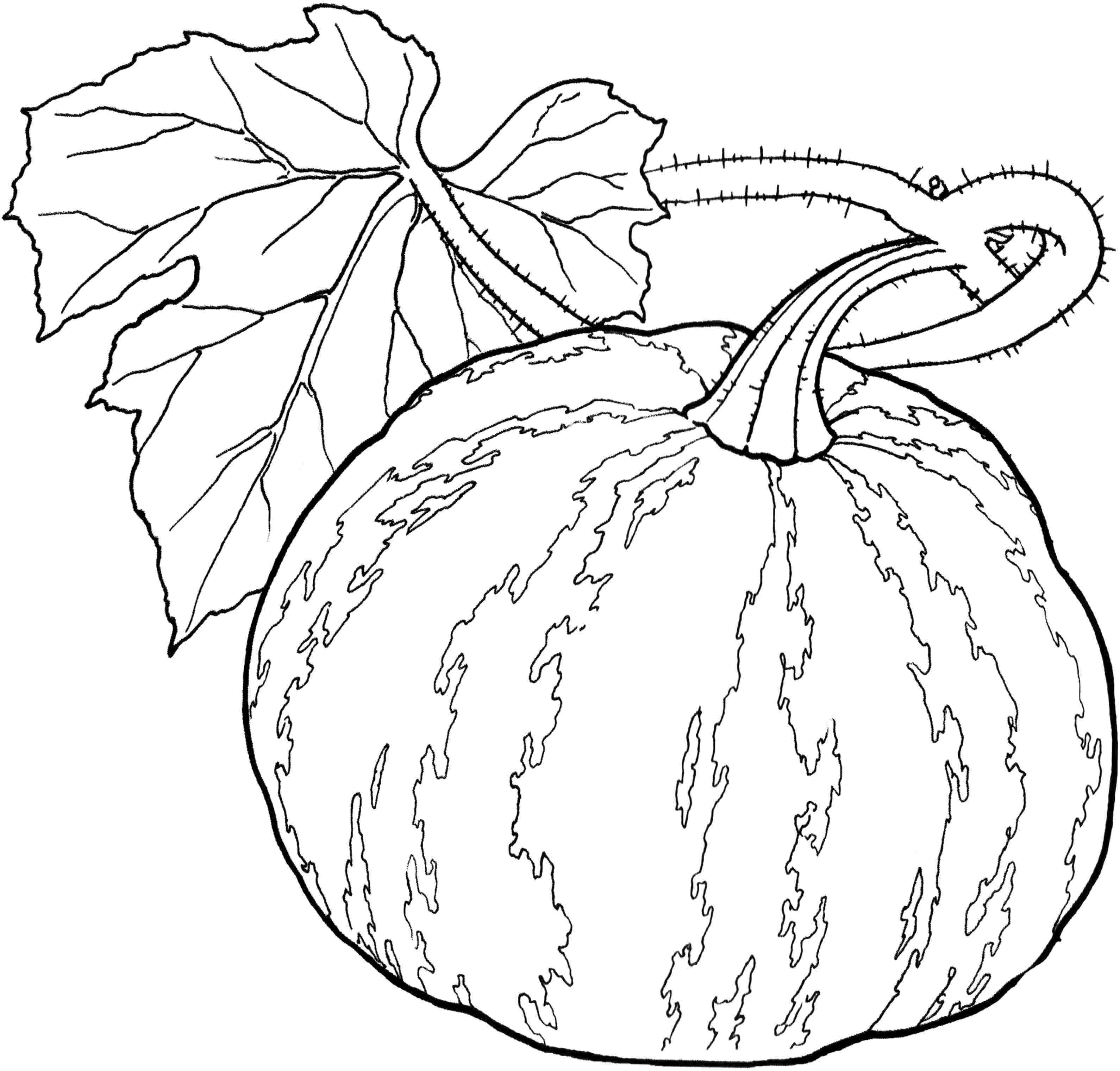 Of Vegetables - Coloring Pages for Kids and for Adults