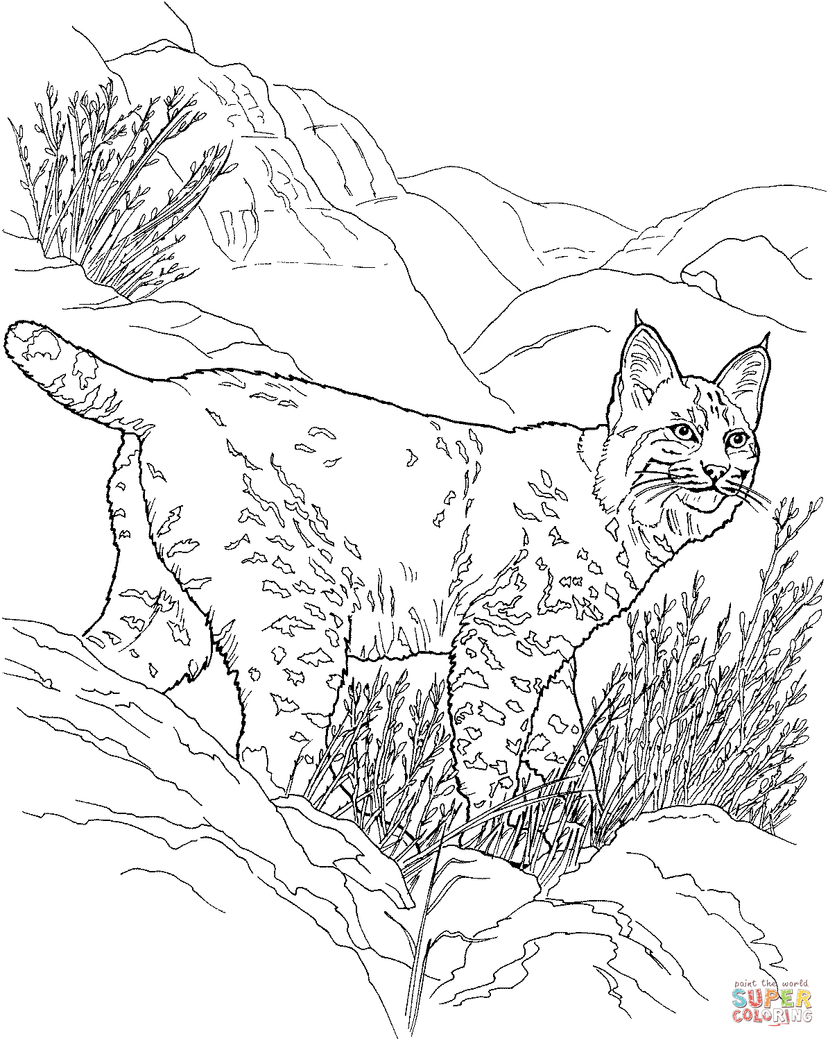 Canada Lynx Coloring Page   Coloring Home
