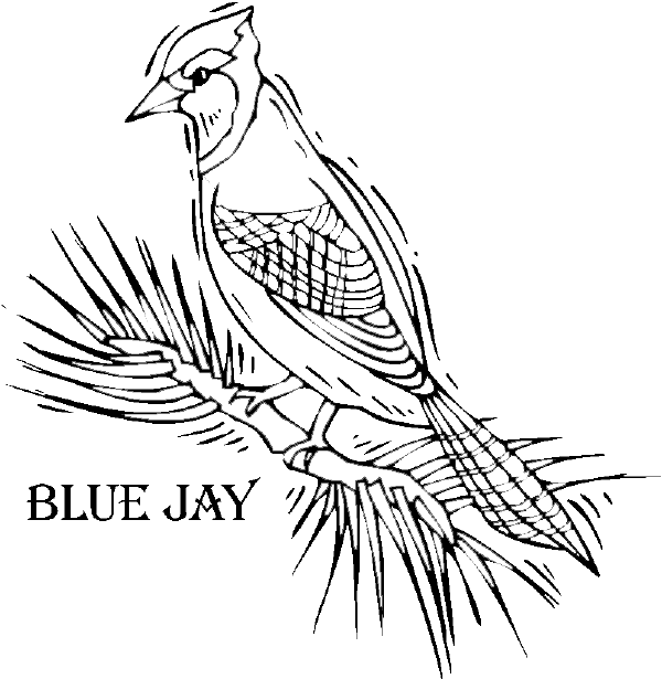 Blue Jay Coloring Pages - Coloring Home