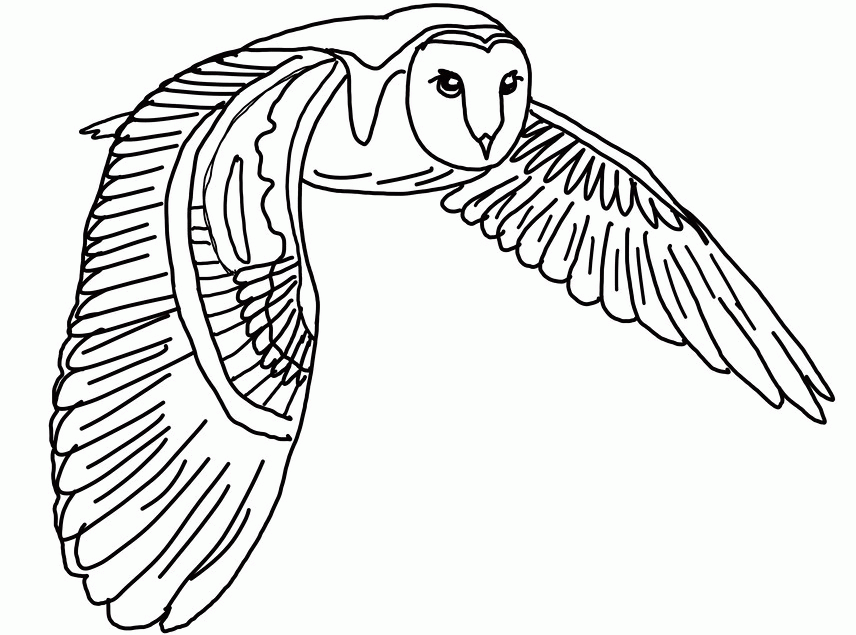 Owls Coloring Pages (16 Pictures) - Colorine.net | 3358