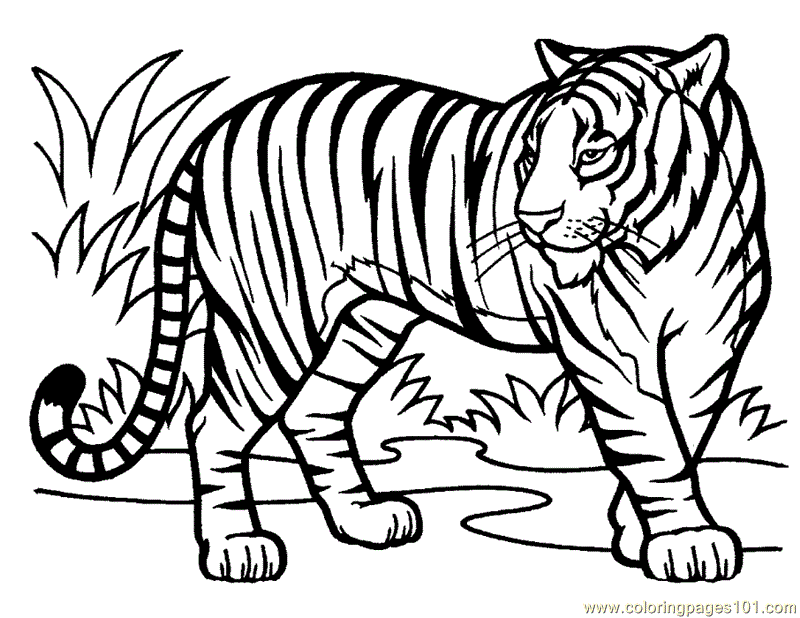 Coloring Page Bengal Tiger - High Quality Coloring Pages