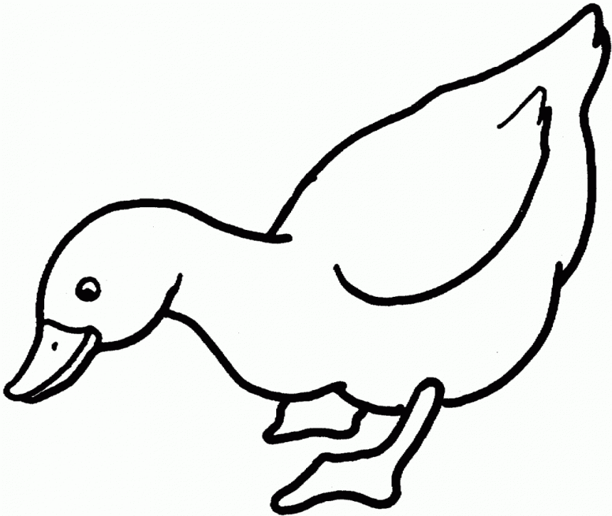 colouring pictures of duck - Clip Art Library