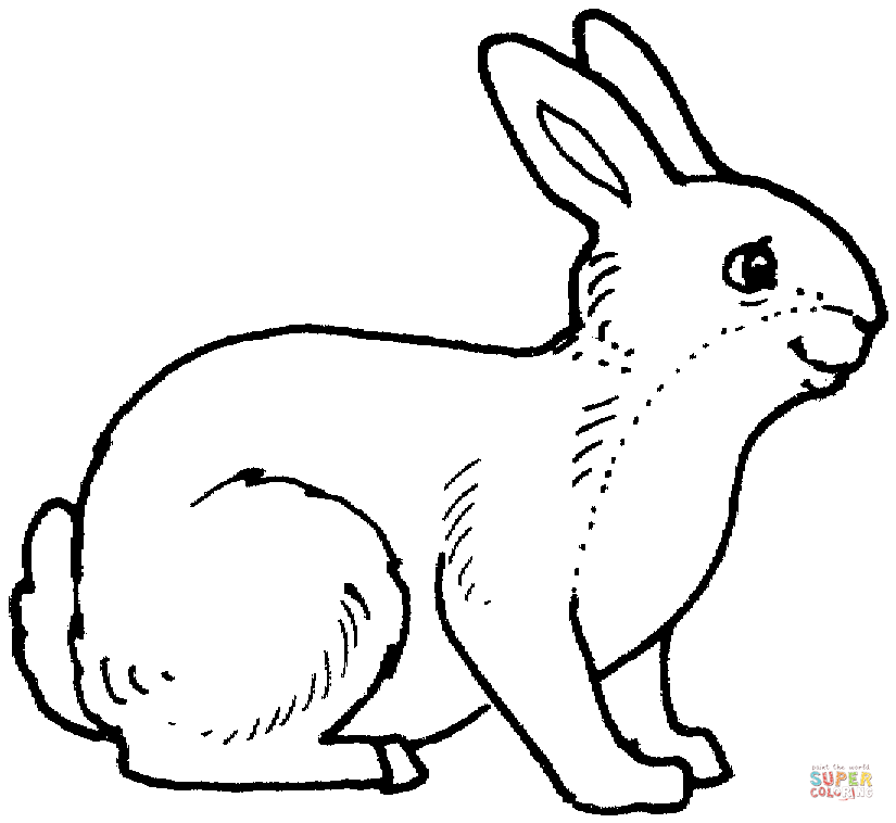 Baby Chinchilla Coloring Pages - Coloring Pages For All Ages