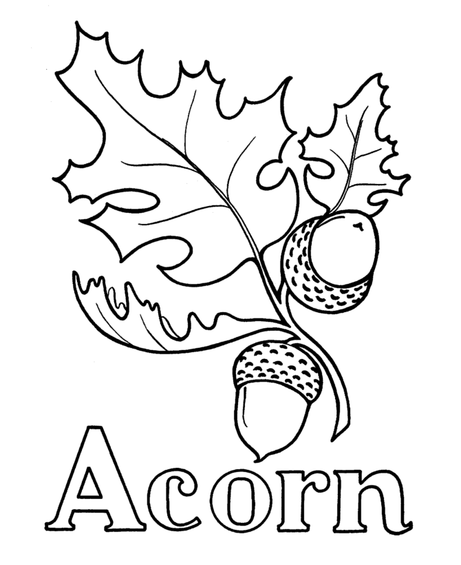 Acorn - Coloring Pages for Kids and for Adults