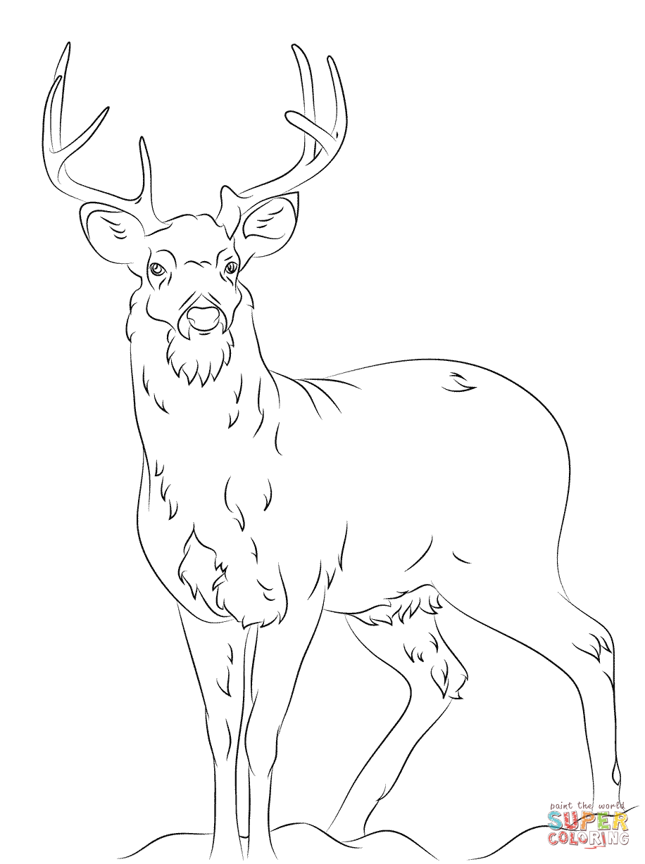 White Tail Deer coloring page | Free Printable Coloring Pages