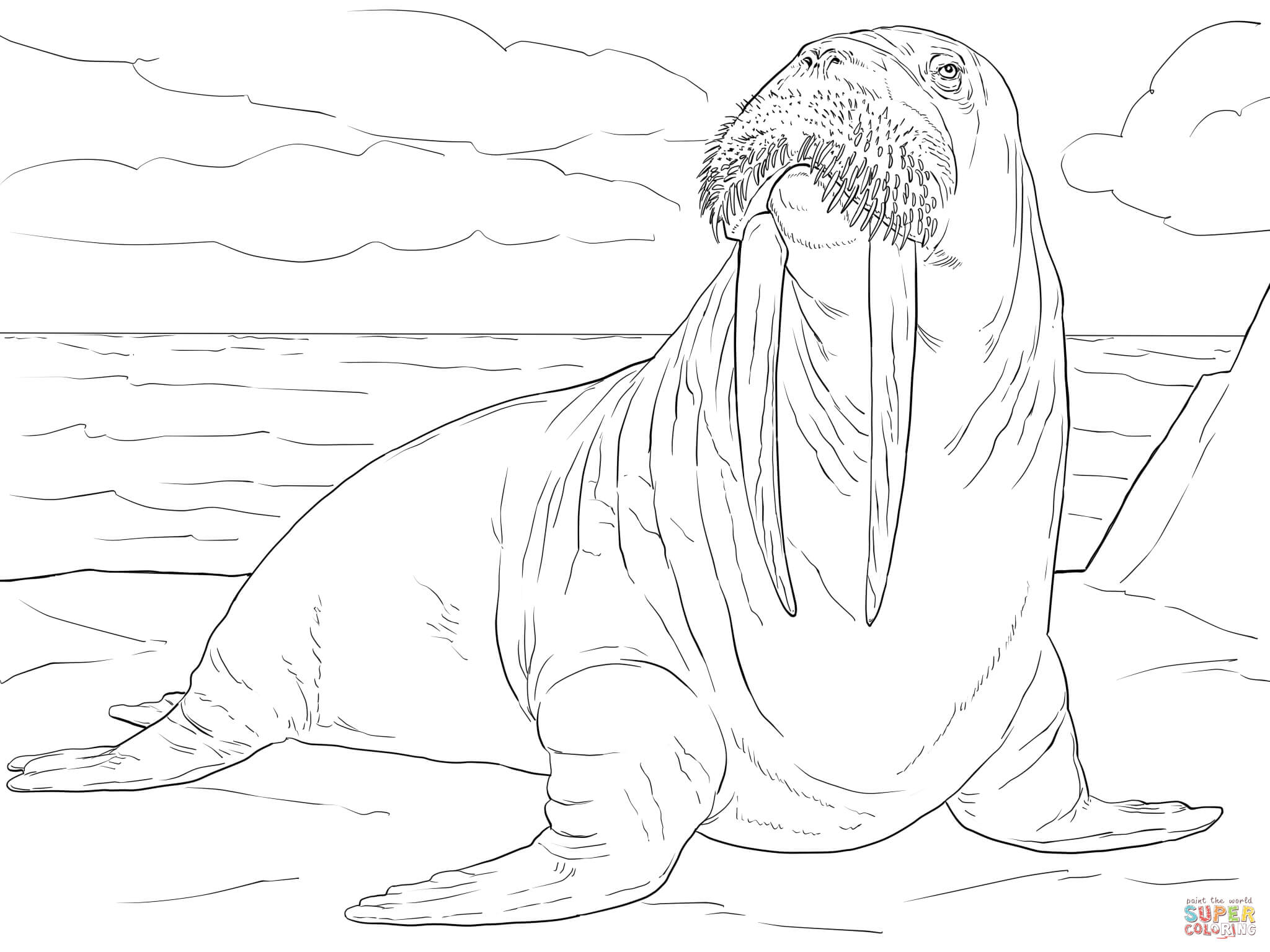 Adult Male Walrus coloring page | Free Printable Coloring Pages