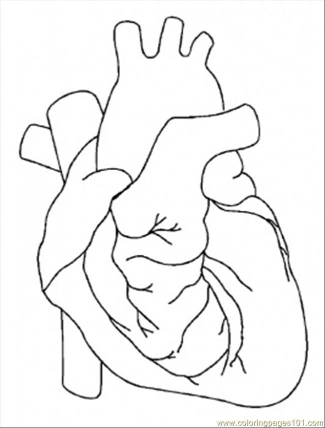Anatomical Heart Drawing | healthsanaz.com