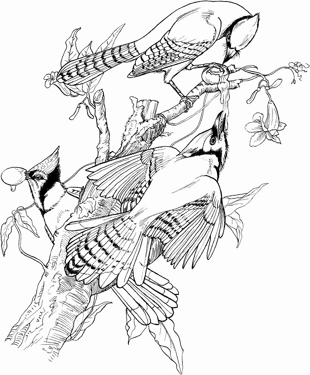 Blue Jay Coloring Pages - Coloring Home