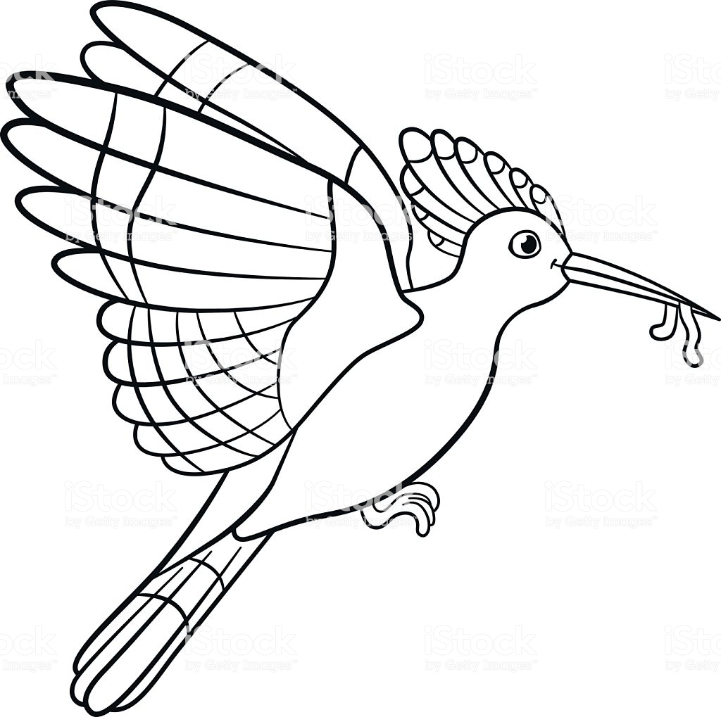 Coloring Pages Mother Hoopoe Holds A Worm In Her Beak Stock ...