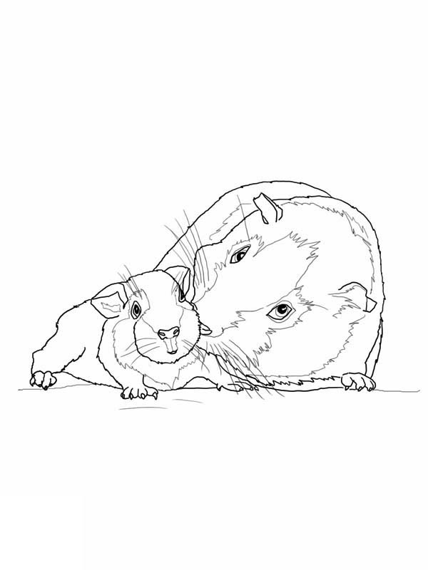 Baby Guinea Pig Coloring Pages : Guinea pigs are so cute and fluffy and