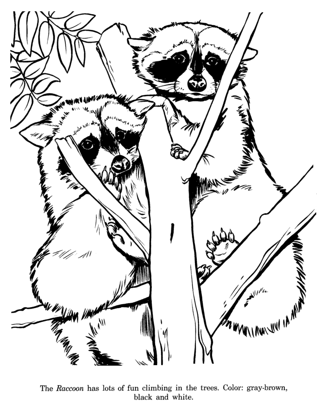 Animal Drawings Coloring Pages | Raccoon animal identification ...