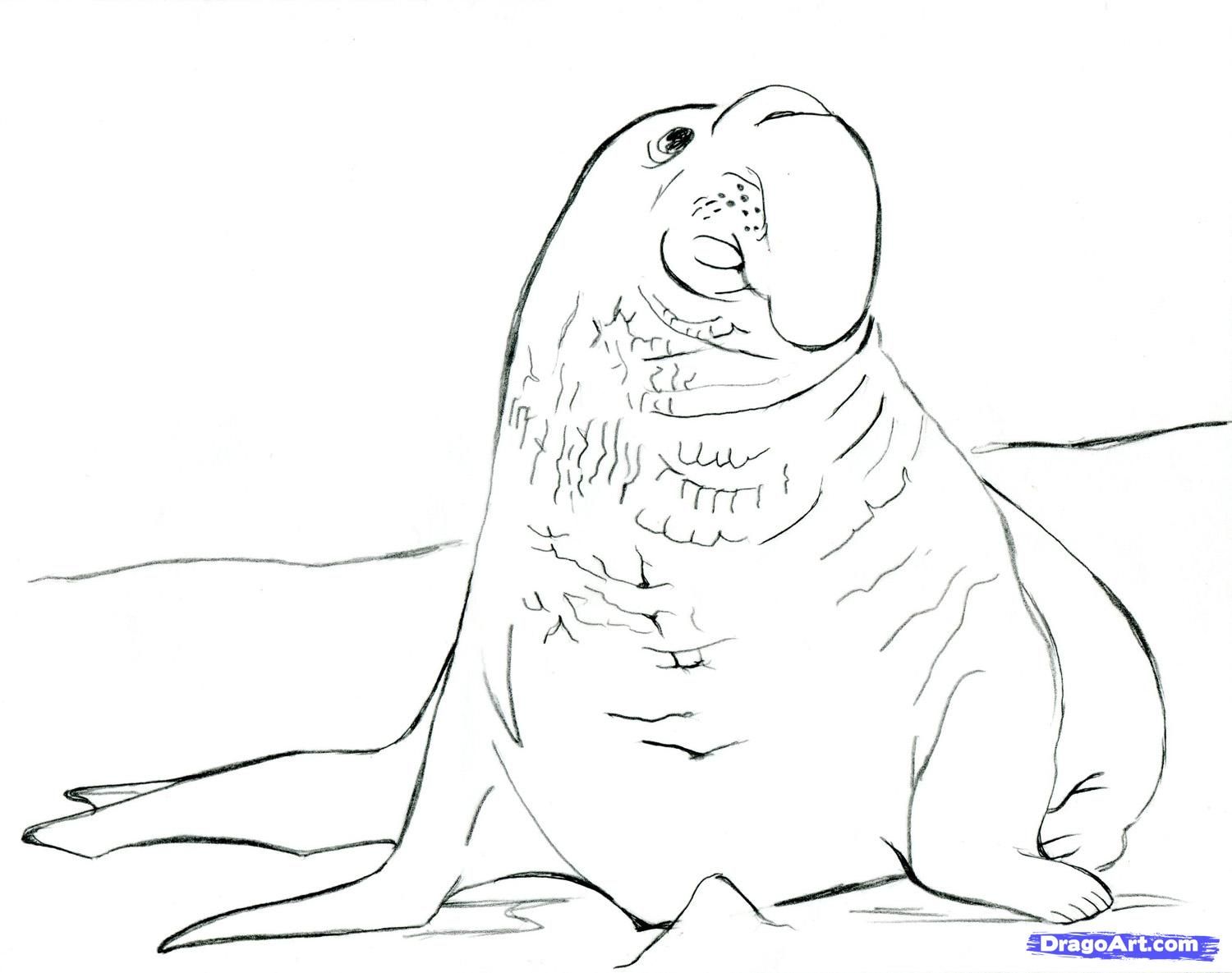 Elephant Seal Coloring Pages - High Quality Coloring Pages