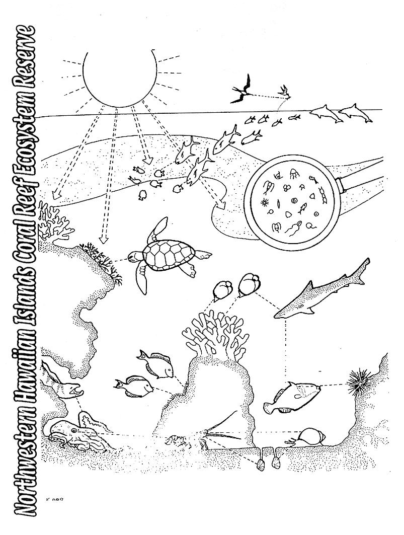Download Food Web Coloring Pages Coloring Home