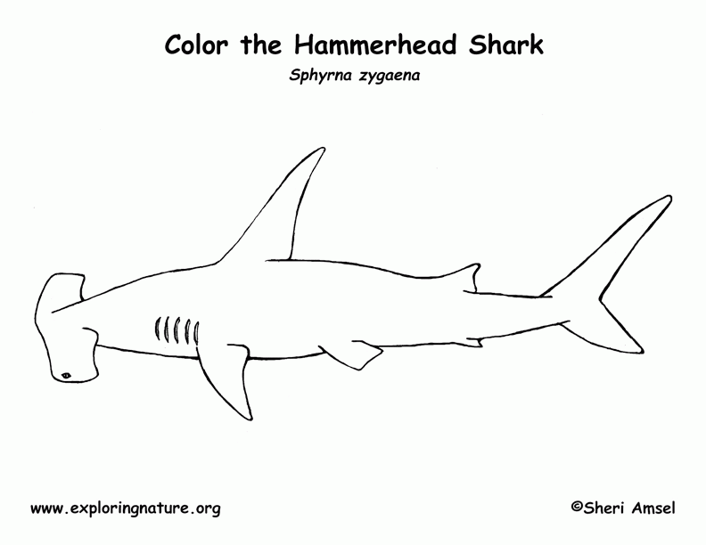 8 Pics of Hammerhead Shark Coloring Pages Free Printable ...