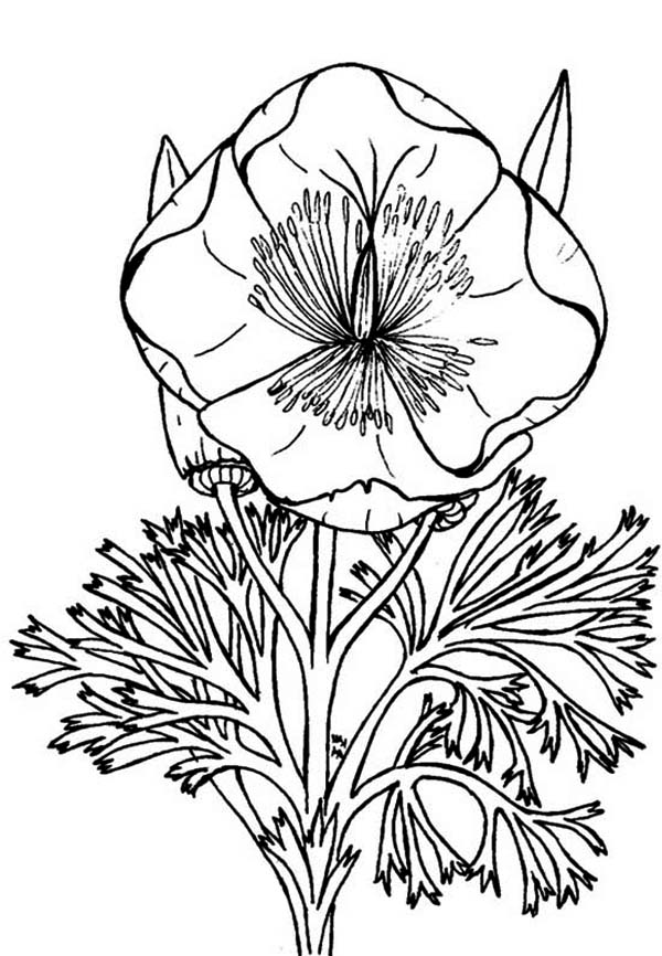 golden poppy coloring page