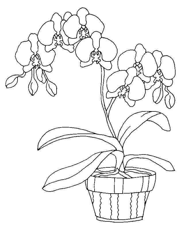 Orchids Coloring Page 10 Wallpaper | Coloring Pages, Orchid