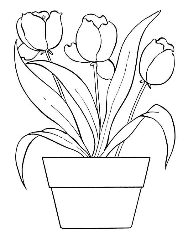 Flower Pot Coloring Pages - Best Coloring Pages For Kids