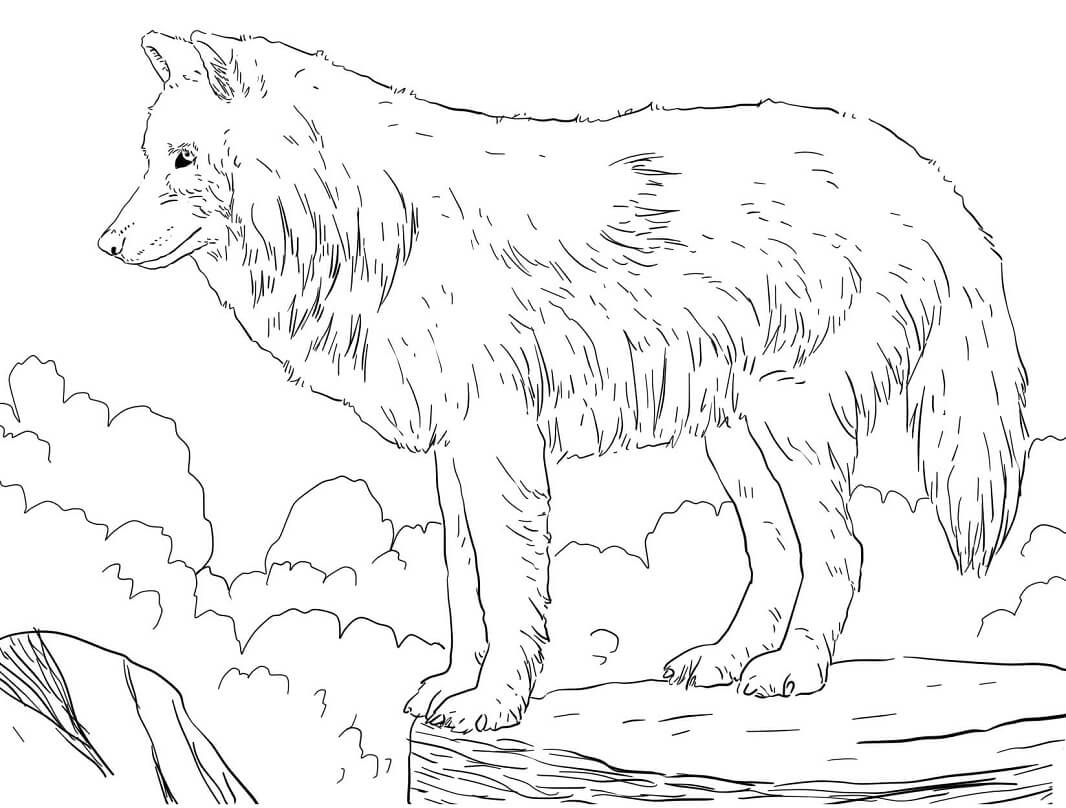 Arctic Snow Wolf Coloring Page - Free Printable Coloring Pages for Kids