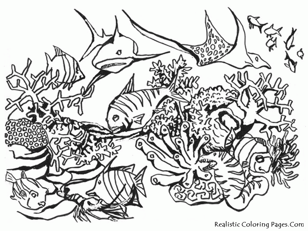 Realistic Sea Animal Coloring Pages - Clip Art Library - Coloring Home