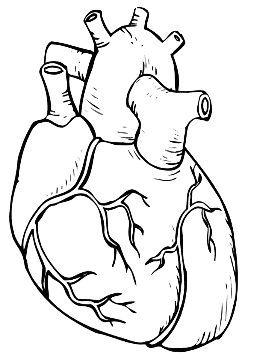 Human organs coloring pages | Coloring pages to download and print