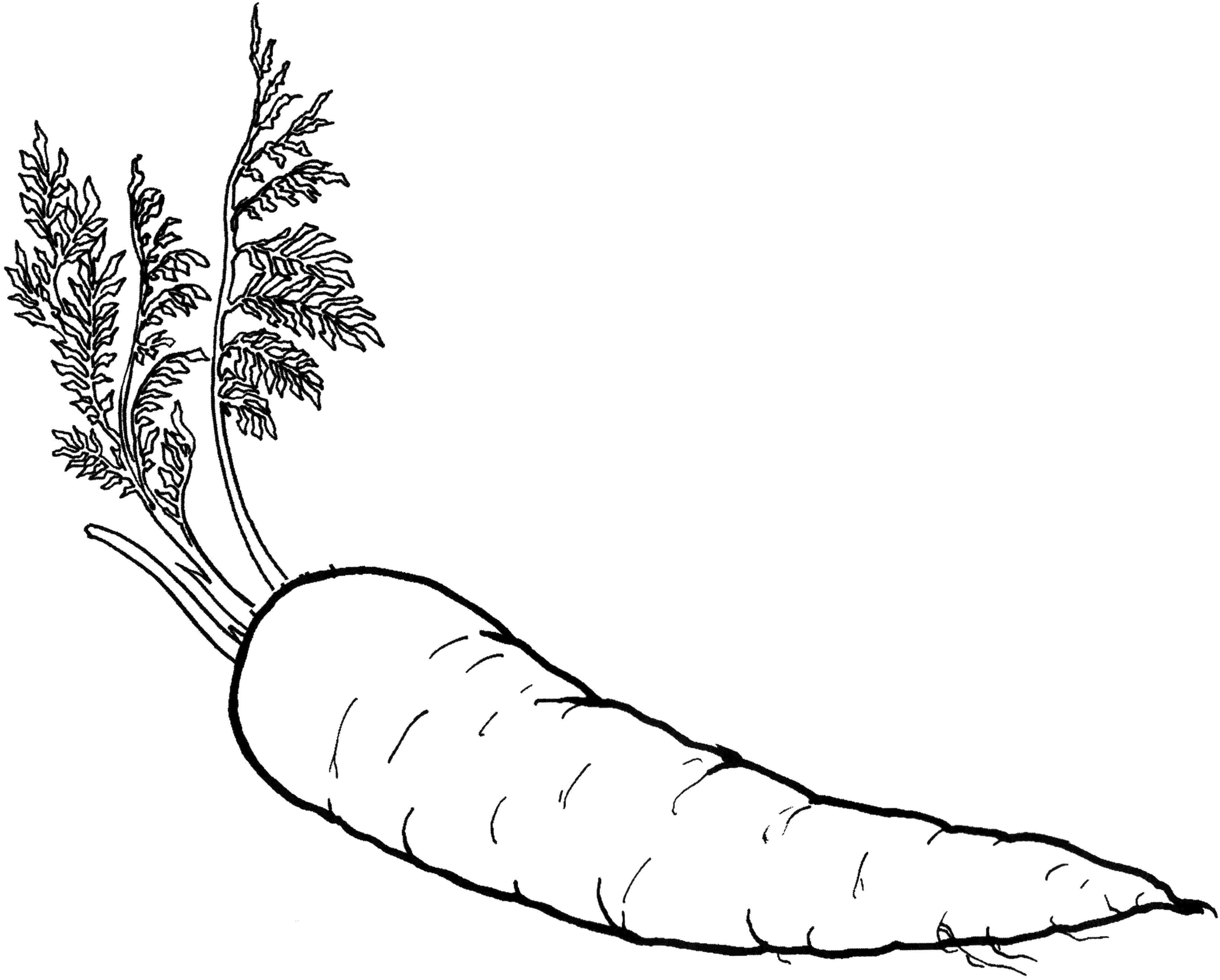 Dltk Vegetable Coloring Pages Vegetable Coloring Fruits And ...