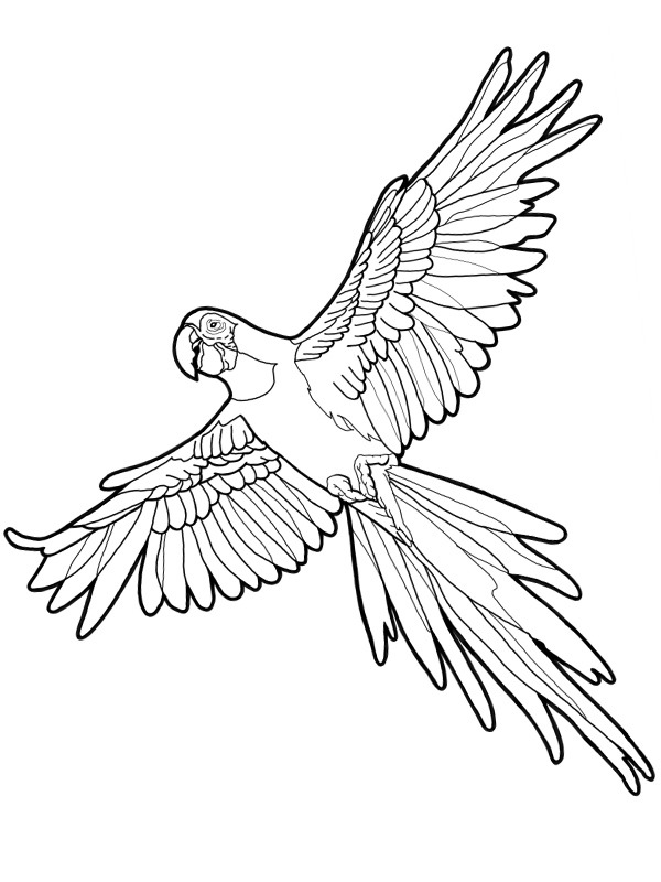Macaw parrot Coloring Page - Funny Coloring Pages