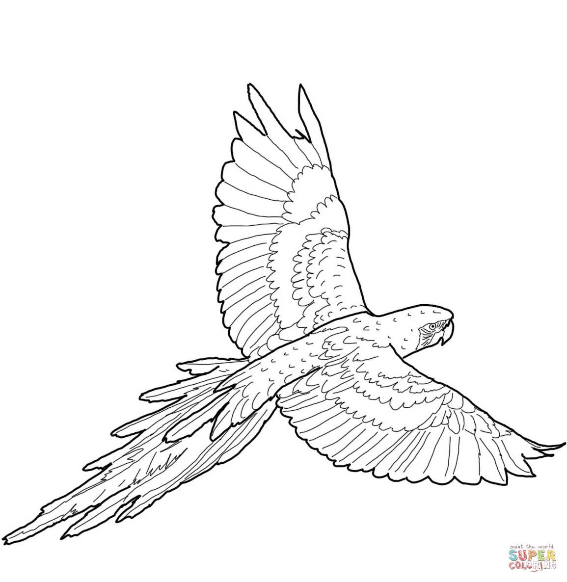 Flying Red-and-green Macaw coloring page | Free Printable Coloring Pages |  Bird coloring pages, Bird drawings, Coloring pages