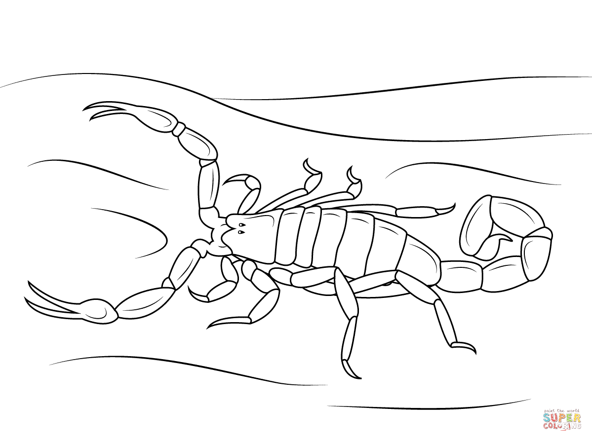 Striped Bark Scorpion coloring page | Free Printable Coloring Pages