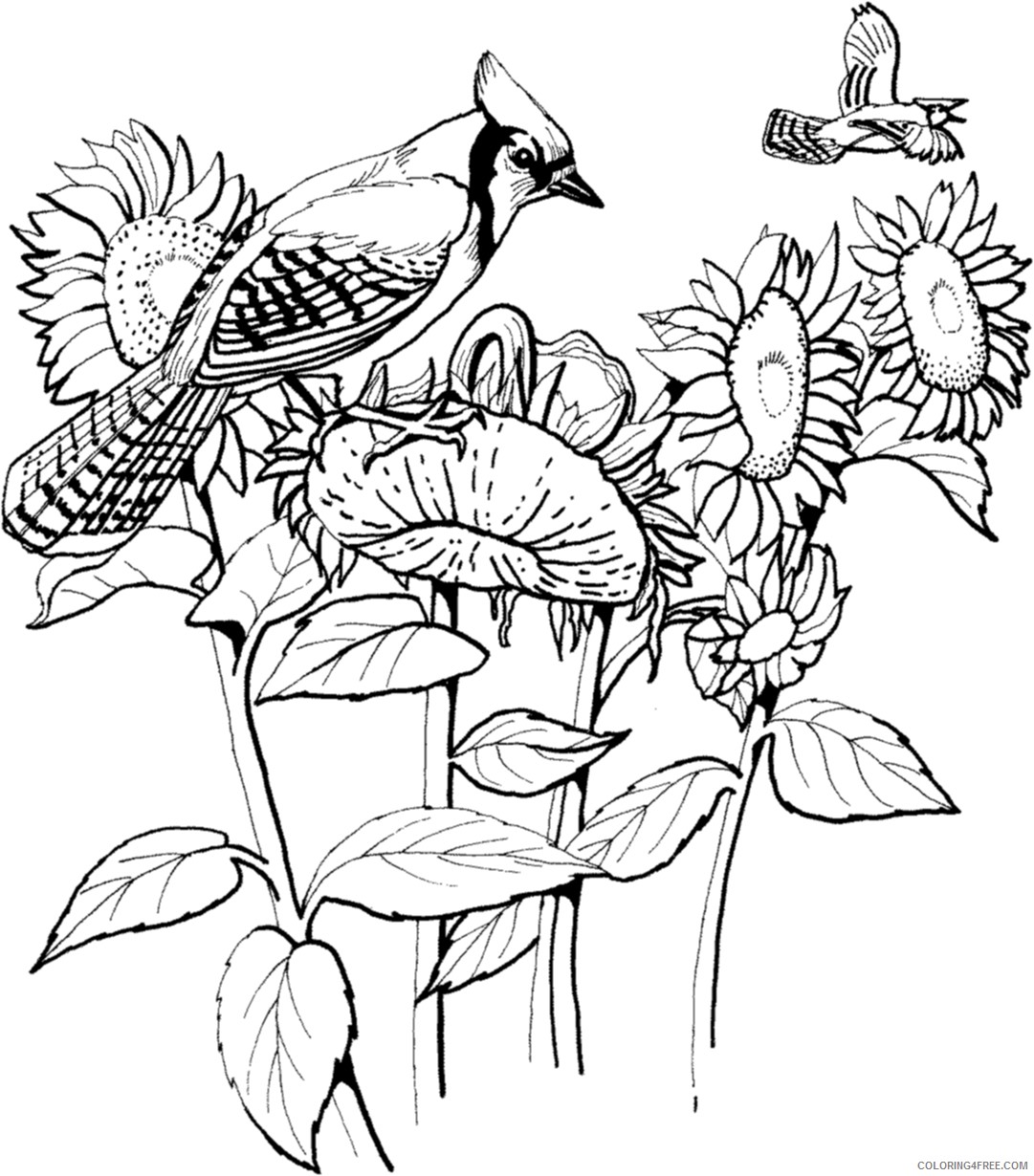 sunflower coloring pages with blue jay birds Coloring4free ...