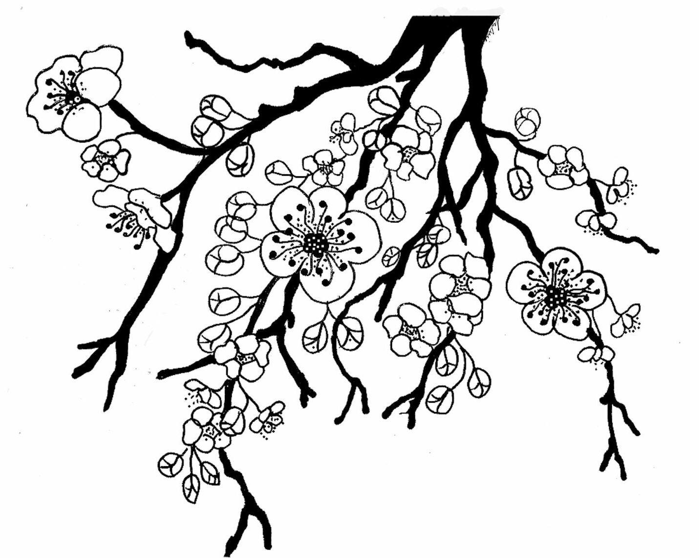 Cherry tree blossom coloring page | Tree coloring page ...