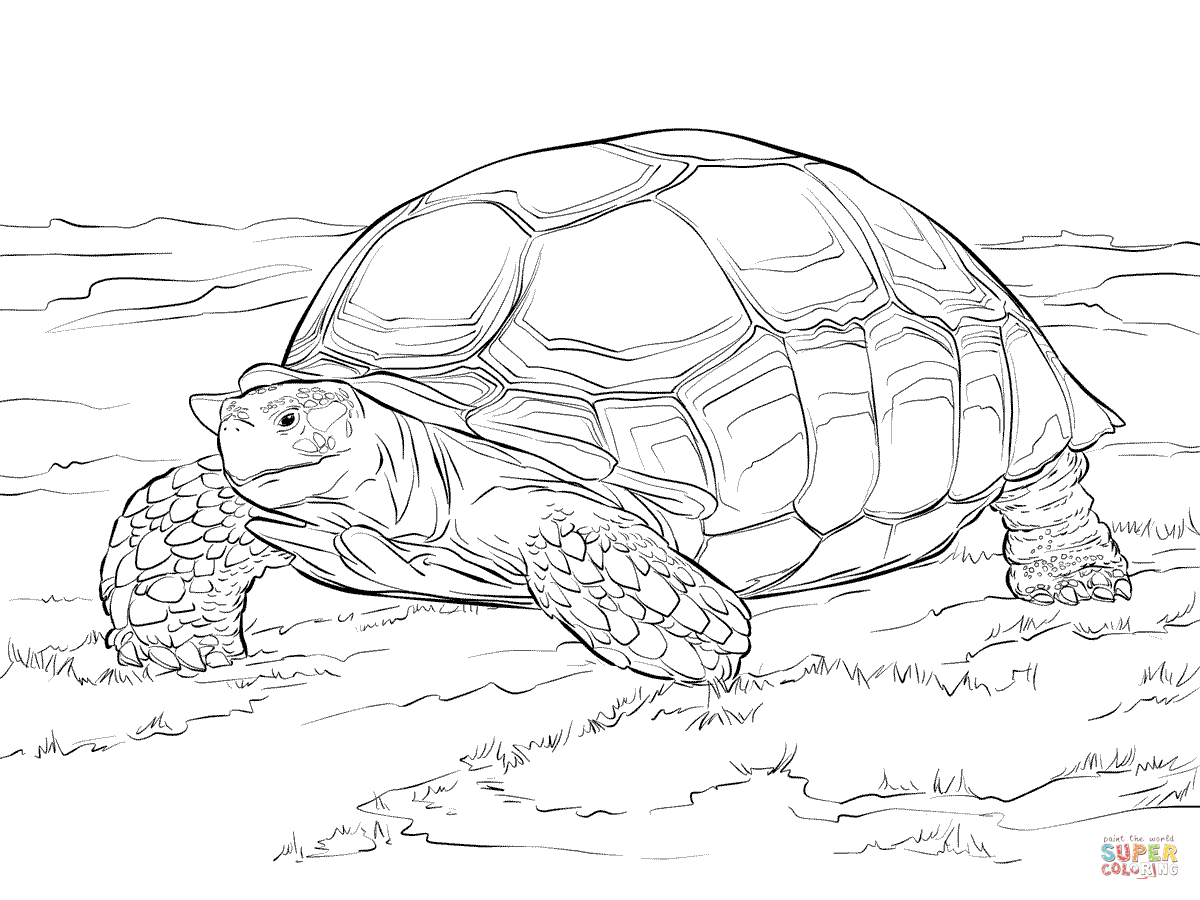 Sulcata Tortoise coloring page | Free Printable Coloring Pages