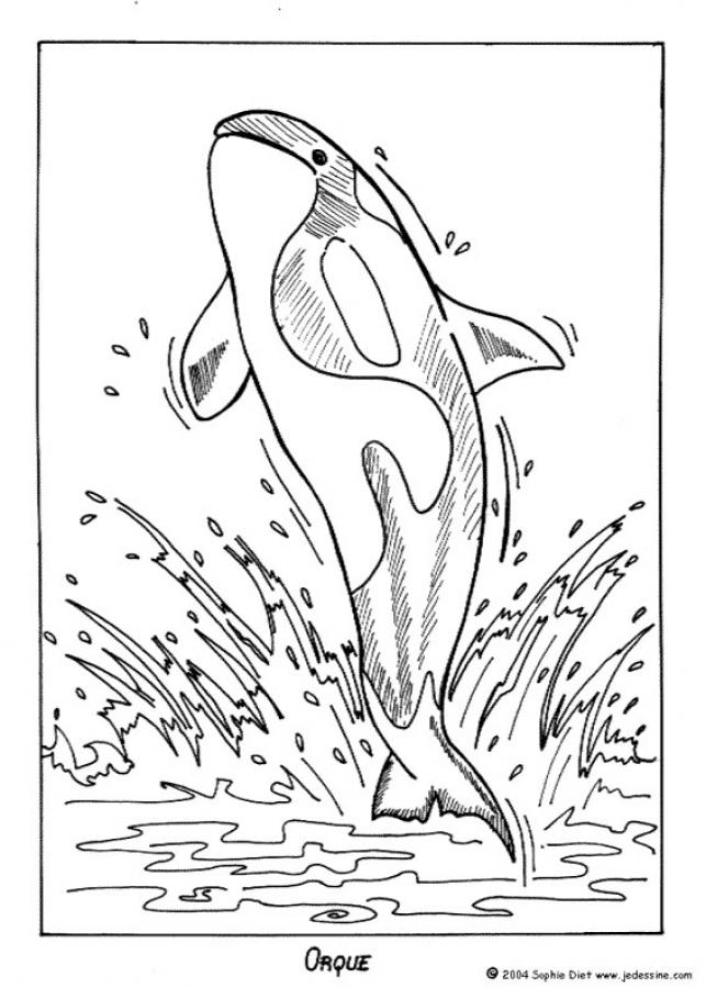 WHALE coloring pages - Killer whale