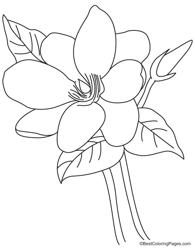 Magnolia flower coloring page | Download Free Magnolia flower coloring page  for kids | Best Coloring Pages