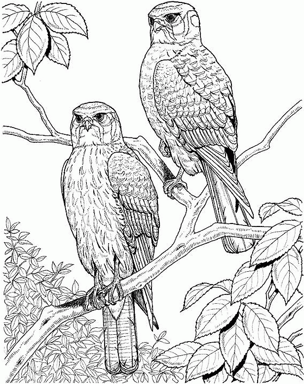 Coloring Pages For Adults Nature - Coloring Home