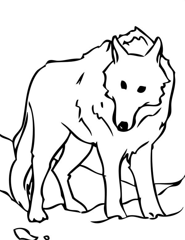 Arctic Animals, : The Arctic Animals White Wolf Coloring Page | Arctic  animals, Animals, Snow wolf