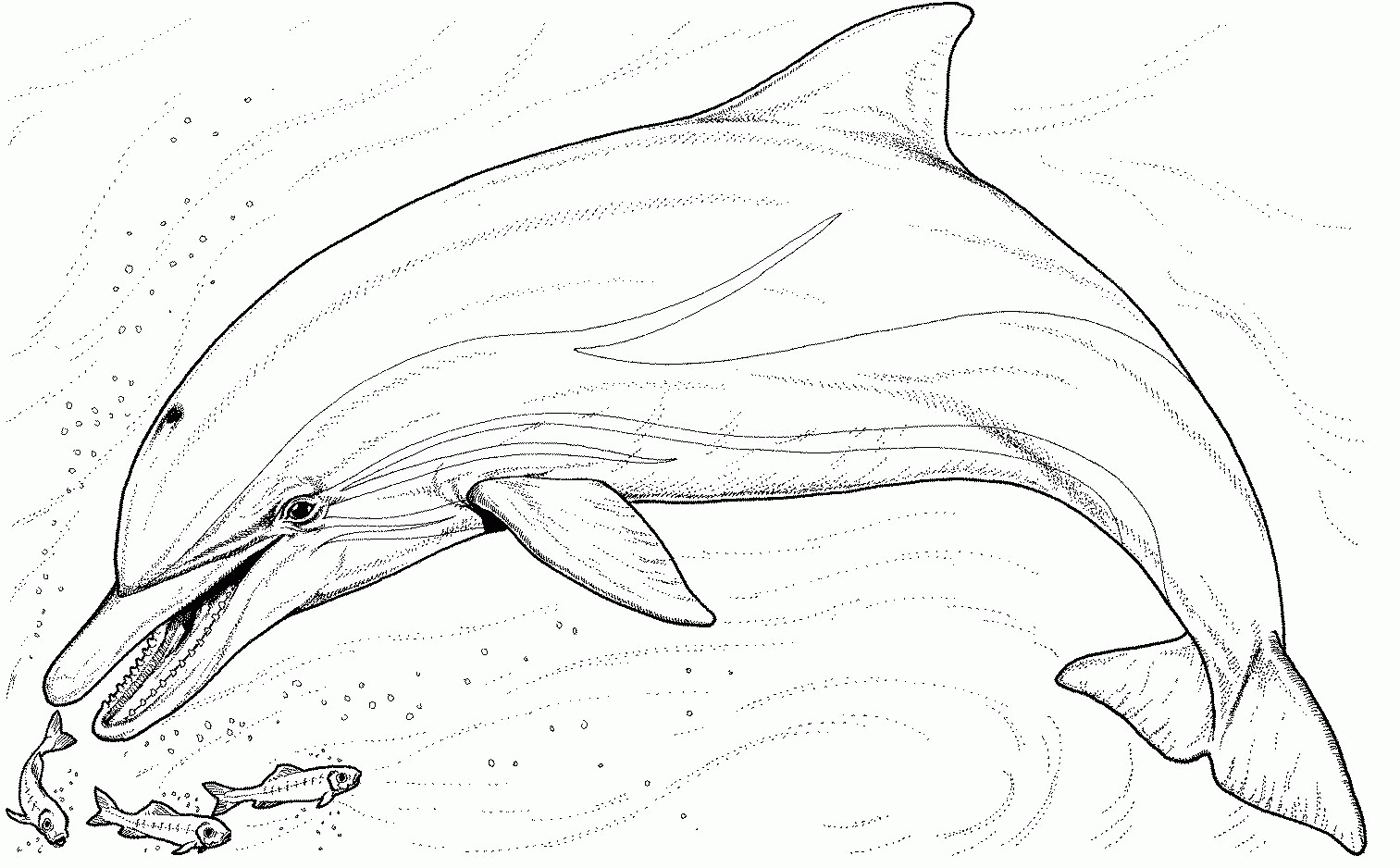 Dolphin Pictures To Colour In - Coloring Pages for Kids and for Adults