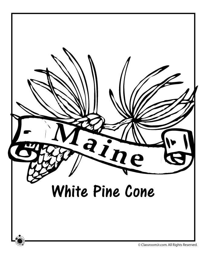 State Flower Coloring Pages Maine State Flower Coloring Page ...